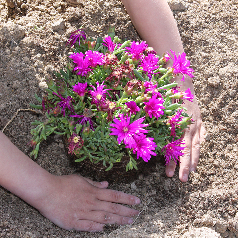 DIY jardin plantes grasses 