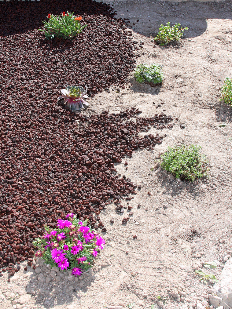 DIY jardin plantes grasses 