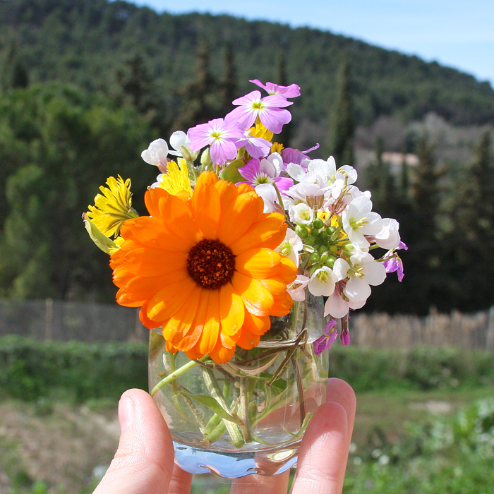 fleurs du jardin