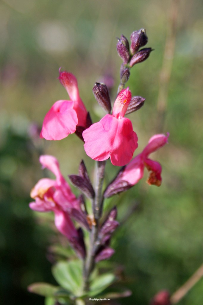 fleurs du jardin 