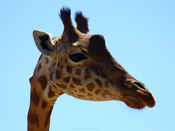 Zoo de la Barben girafes