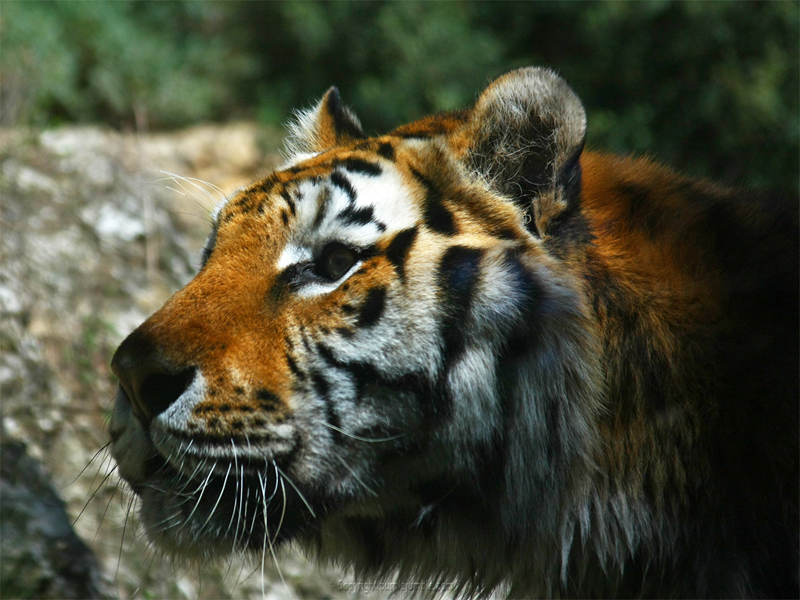 Zoo de la Barben tigres