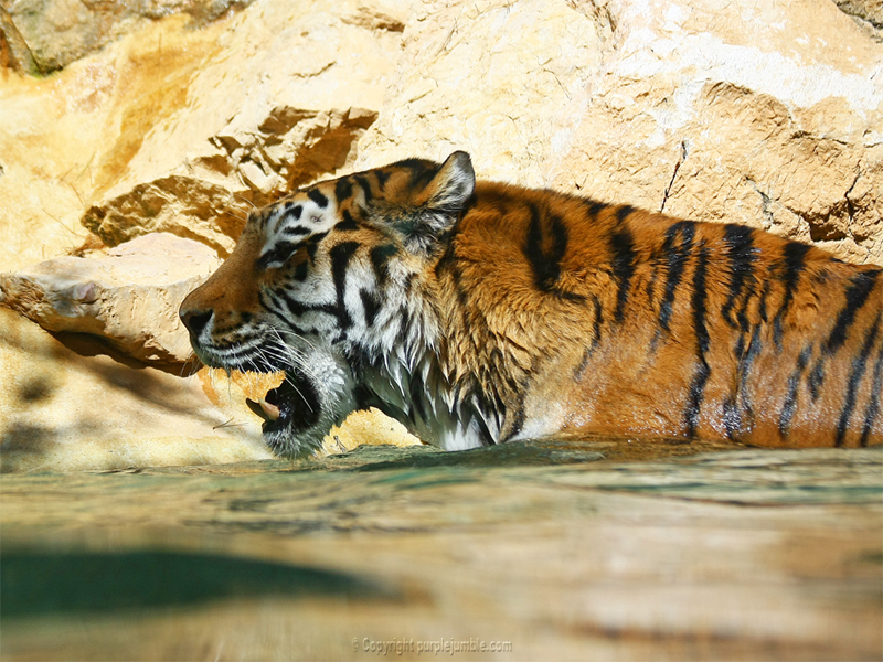 Zoo de la Barben tigres