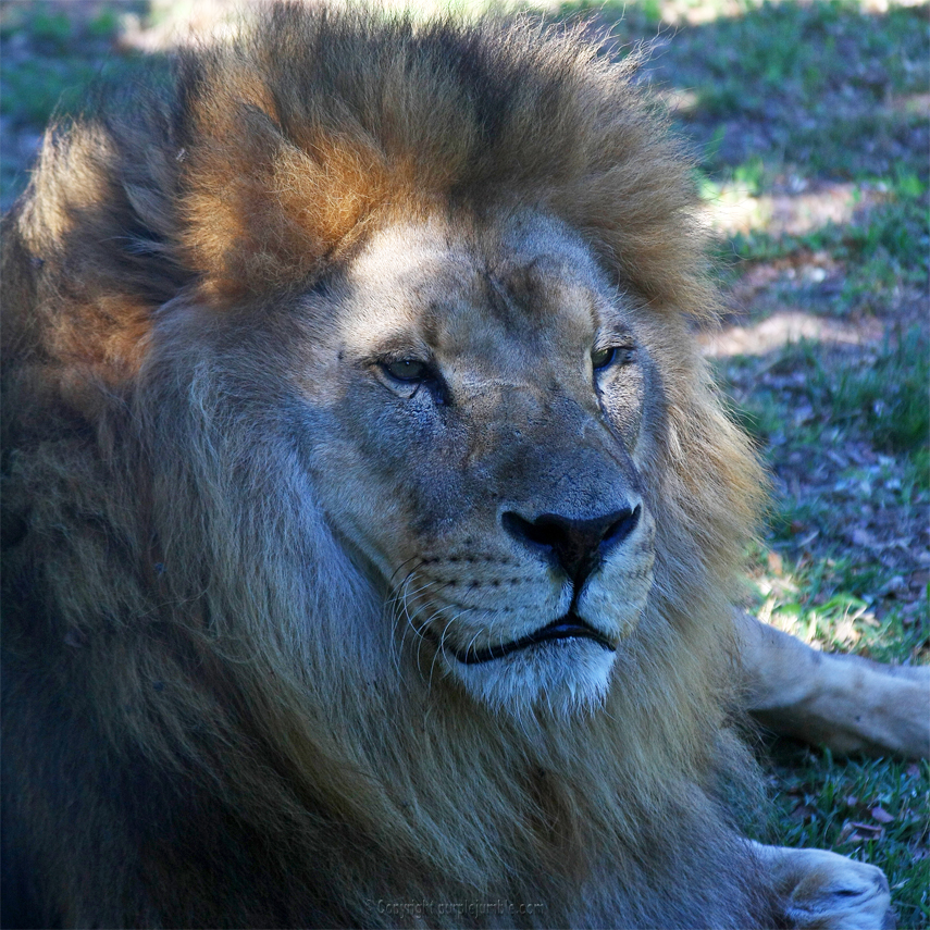 Zoo de la Barben lion
